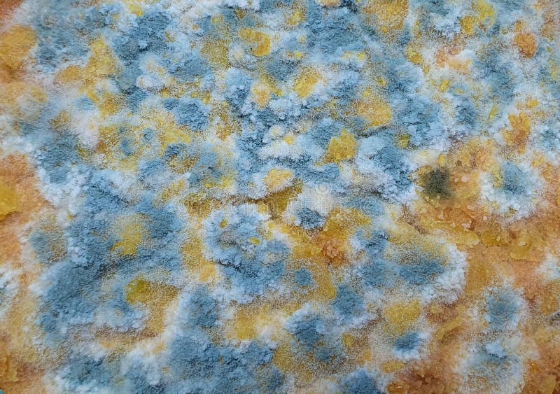 Mold on Food Magnification. Texture of Toxic Green Mold Stock Image