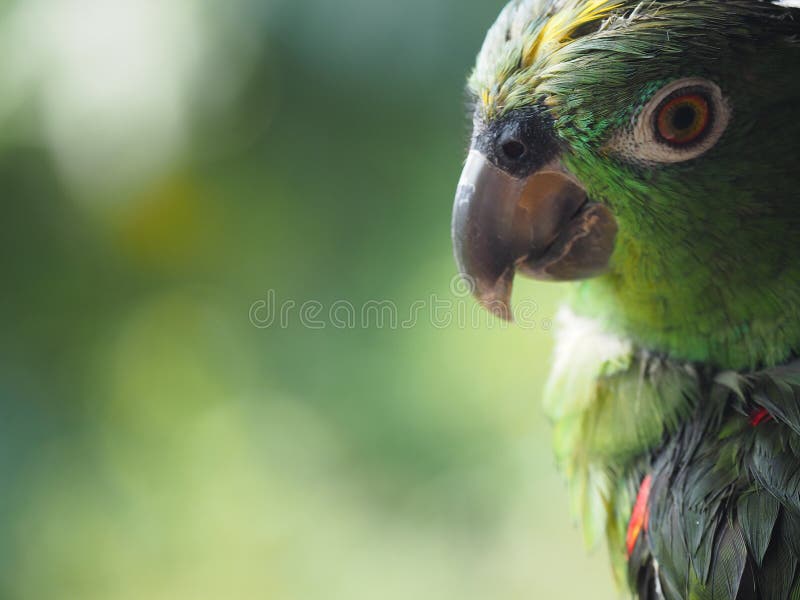 Closeup shot of a green parrot on a blurred background royalty free stock photos