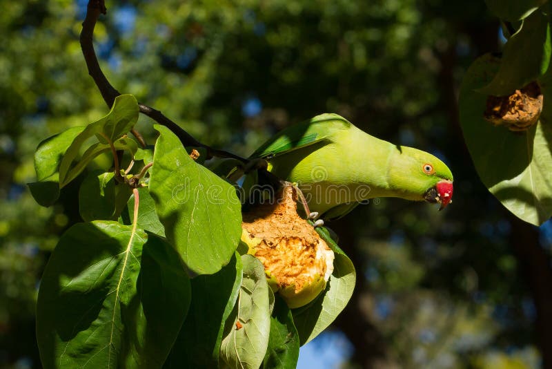 Closeup shot of a green parrot with a red beak sitting on a tree branch stock image