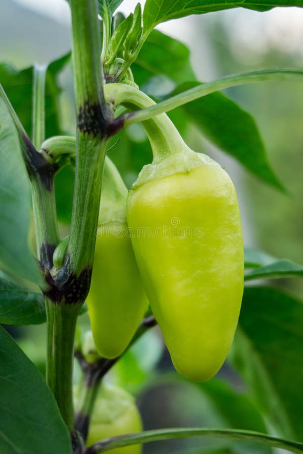 Green Tabasco Peppers Freshly Harvested Stock Image Image of freshly, harvested 158537597