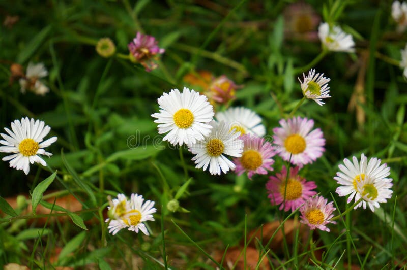 Beautiful group of Pink and White Dandelions royalty free stock images