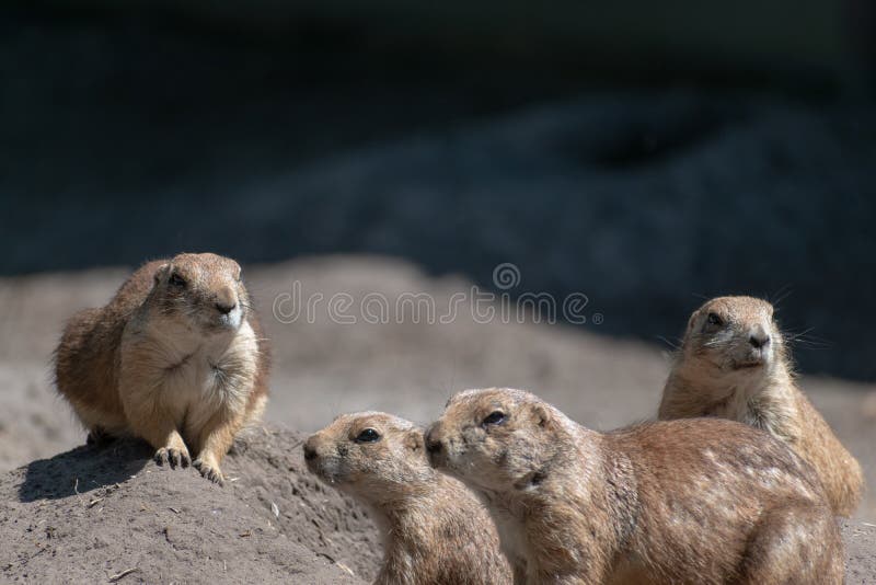 A Group of Prairie Dogs Popping in and Out of Their Burrows on the