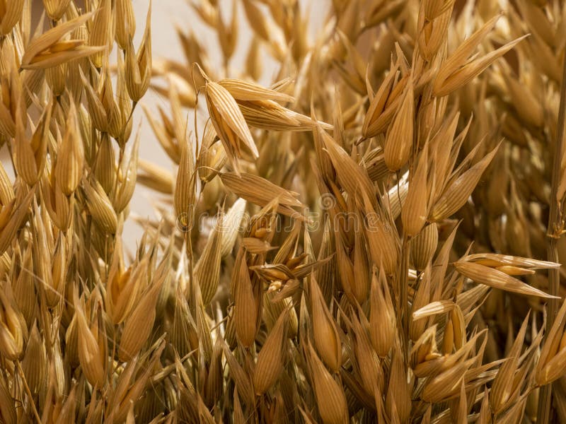 Closeup Shot of Growing Brown Oats in a Field Stock Photo - Image of ...