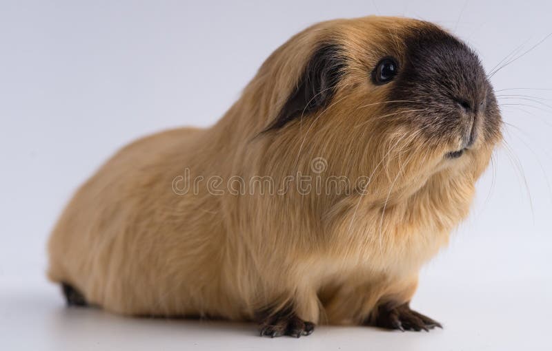 Closeup shot of guinea pig on a white background stock image.