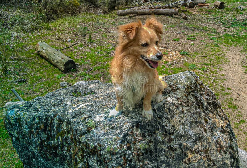 Closeup Shot of a Hairy Ginger Dog Sitting on a Stone Stock Image