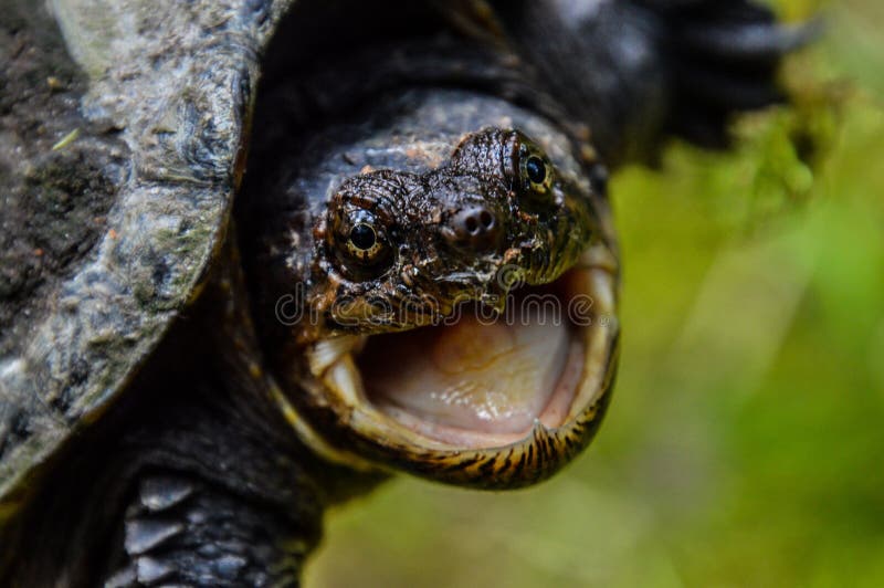 angry giant turtles angry giant turtles