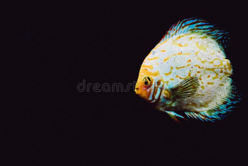 Closeup shot of a Heckel discus fish isolated on dark background. A closeup shot of a Heckel discus fish isolated on dark background