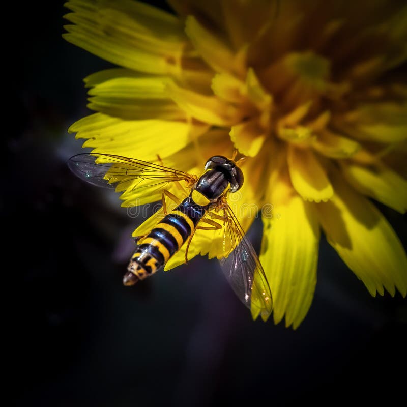 Closeup Shot of a on a Flower Stock Photo Image of detail