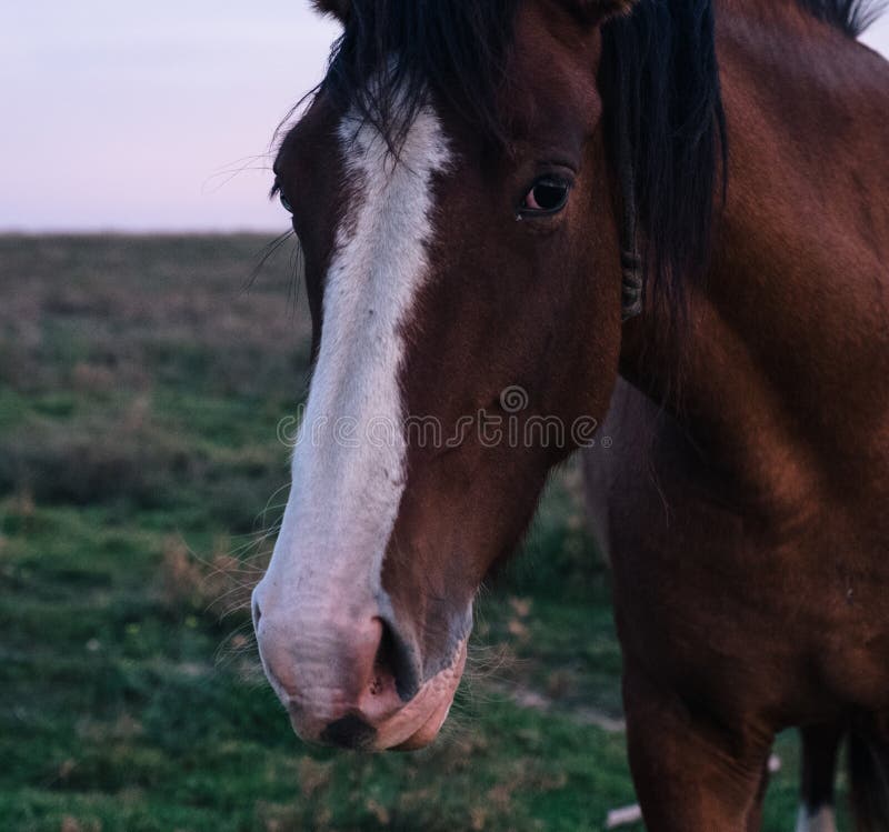 A closeup shot of a horse with a white line on its head