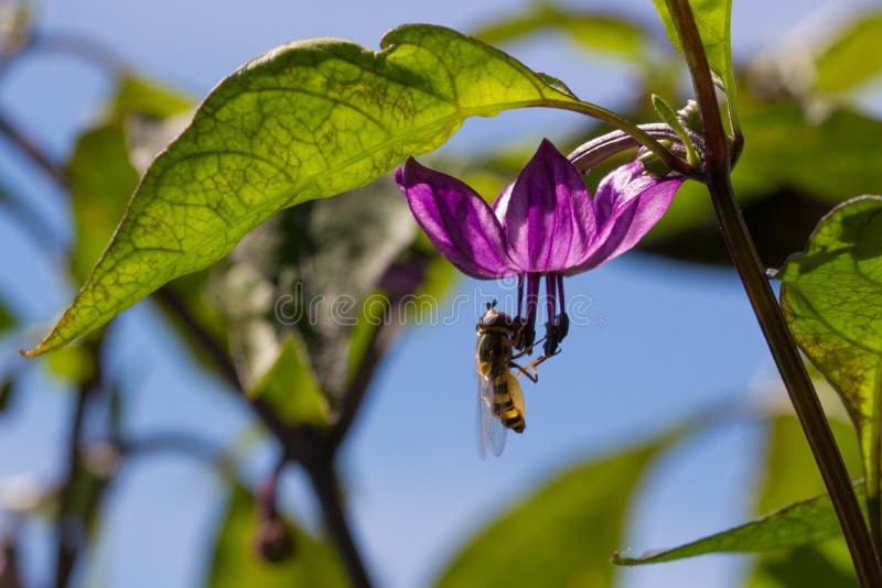 Hoverfly pollinating a purple serrano pepper flower