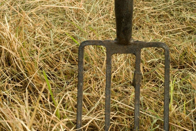 Closeup Shot of an Iron Rake in the Pile of Dry Grass Stock Photo
