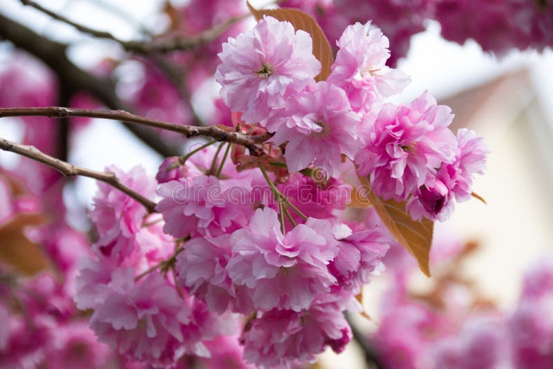 Closeup Shot of the Japanese Cherry Blossom Tree Branch Stock Photo