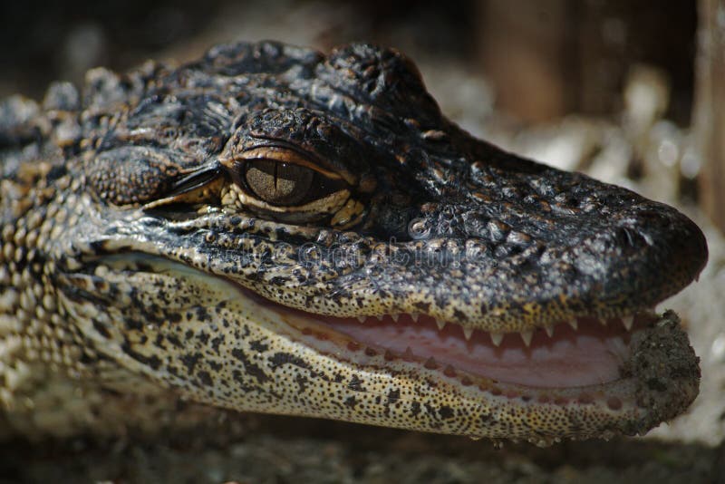 Closeup shot a juvenile alligator with a suddig bakgrund royaltyfria bilder