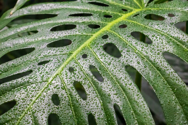 Closeup Shot of the Leaf of a Plant with Holes on Its Surface Stock
