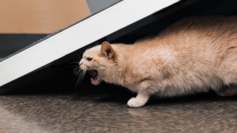 Free Stock Photo of Angry meowing Kitten looking at camera