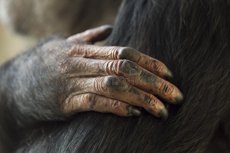 Closeup shot of a monkey`s hands