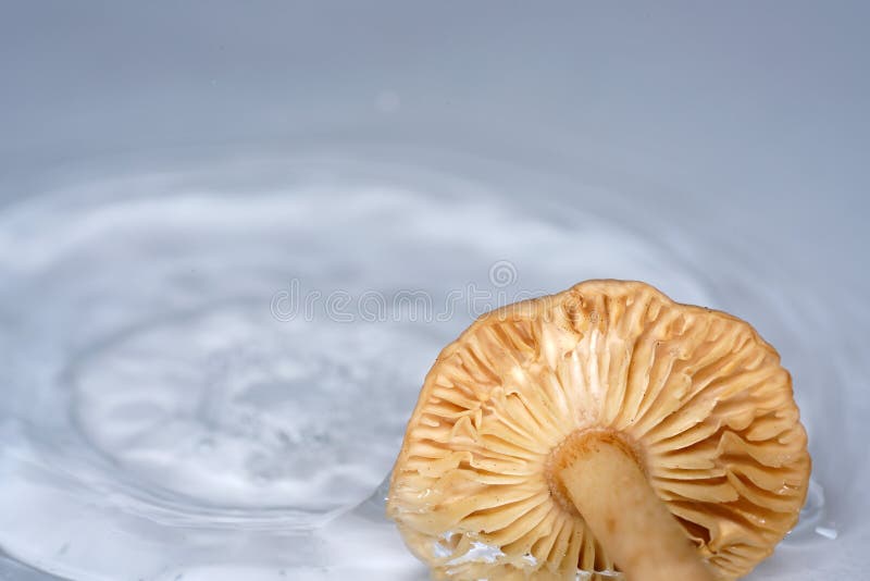 Mushroom with water drops stock image. Image of outdoor 65098791