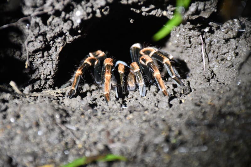 Closeup Shot of an Orange Black Tarantula Crawling in the Dirt Stock