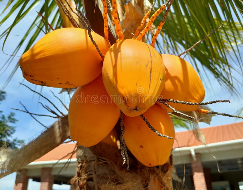 Closeup Shot of Orange Coconuts on a Palm Tree Stock Photo Image of