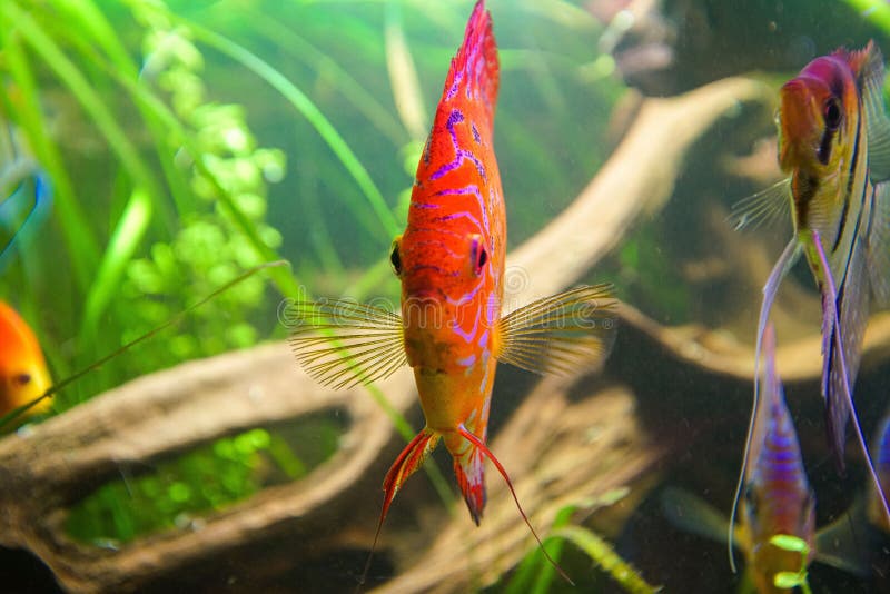 Closeup shot of an orange Discus fish in the acquairum