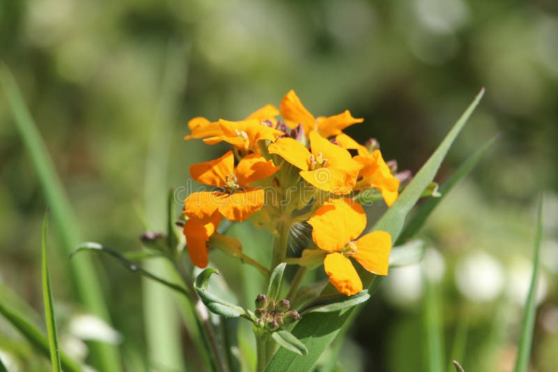 Orange Wallflower stock image. Image of plant, cheiri 206659703