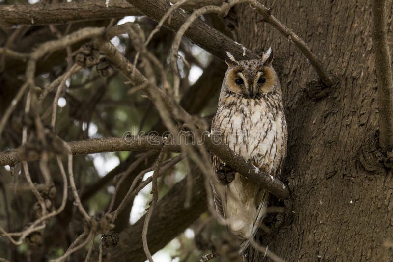 Closeup Shot of an Owl Staring at the Camera while Standing on the