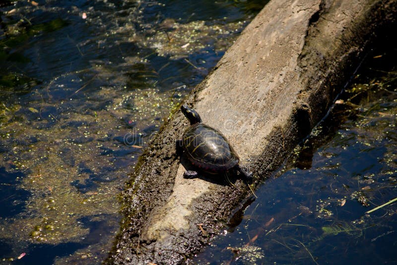 Closeup shot from a painted turtle resting on a branch in water
