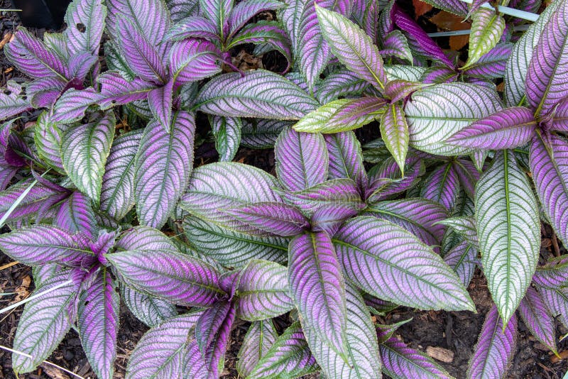 Closeup shot of Persian shield plant stock images