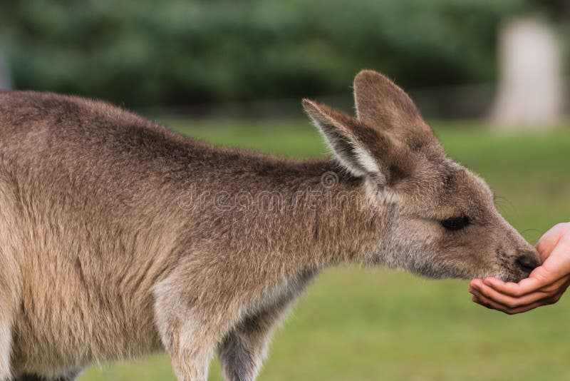 Kangaroo feeding stock image. Image of animal, wildlife 76308021