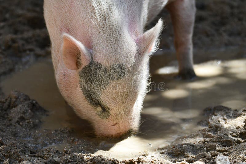 403 Pig Drinking Water Stock Photos Free & RoyaltyFree Stock Photos from Dreamstime