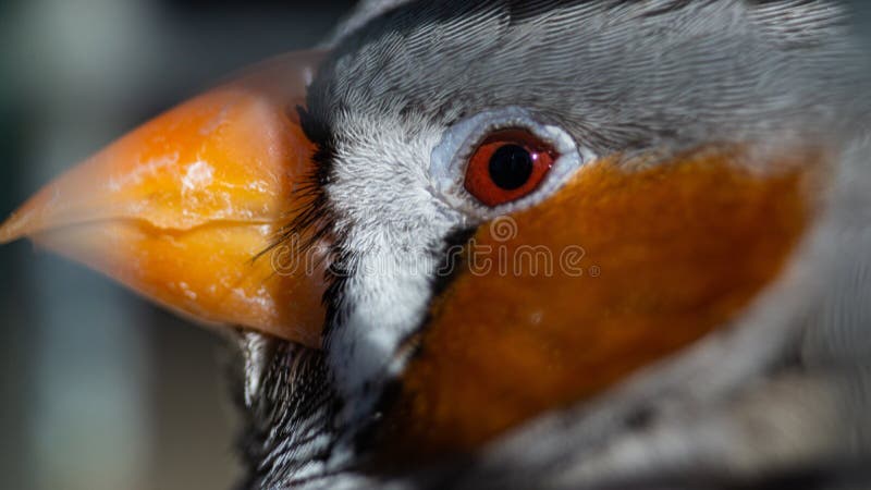 Closeup shot of a profile of a multicolor bird with a small yellow beak stock image
