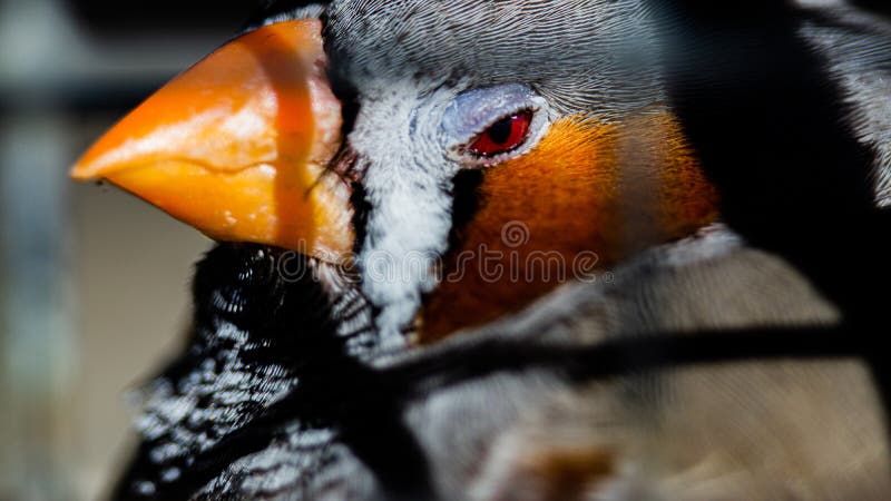 Closeup shot of a profile of a multicolor bird with a small yellow beak royalty free stock image