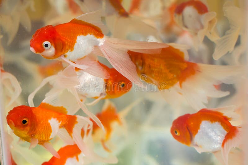 Closeup Shot of Red Cap Oranda Goldfish Kept in an Aquarium of Pet Shop or  Fish Store. this Popular Ornamental Fish Has Silver Stock Photo - Image of  swimming, white: 274445200