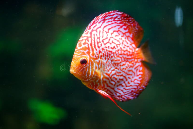 Closeup shot of a Red Discus fish under water with green background