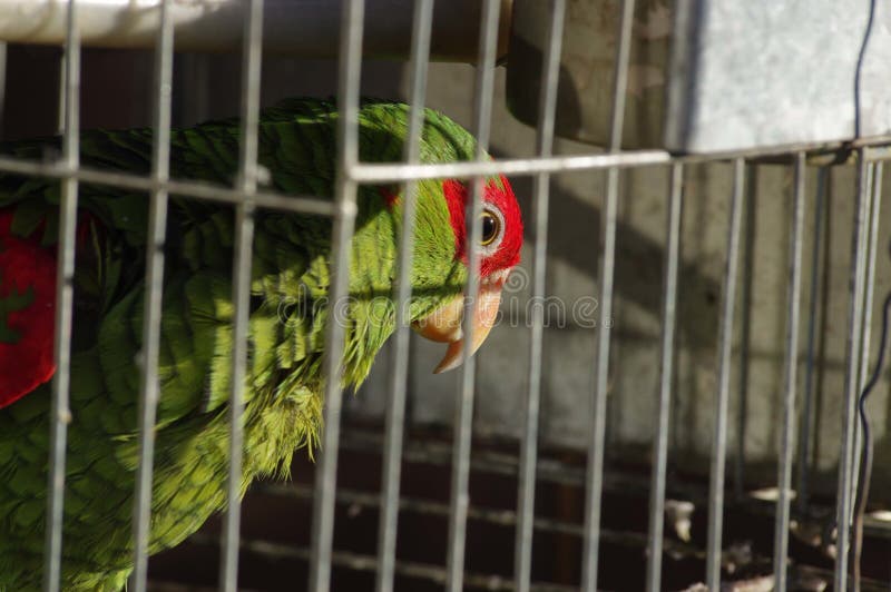 Closeup shot of a red and green parrot in a cage stock photos