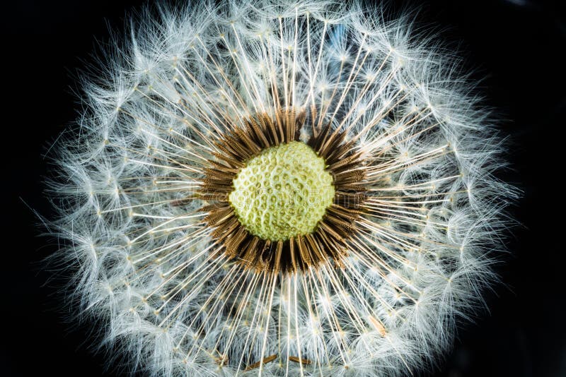 Closeup shot of a red-seeded dandelion on a black background royalty free stock image