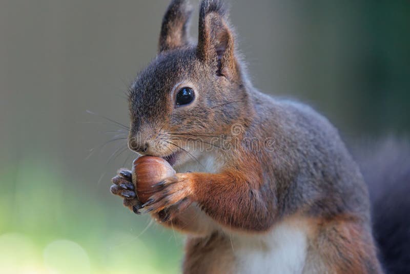 Closeup shot of a red squirrel eating nuts.