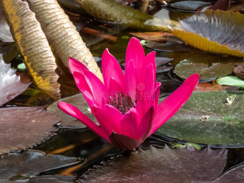 Closeup shot of the Red water lily Nymphaea rubra in bright sunlight growing in freshwater