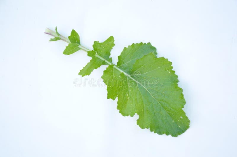 Closeup Shot of a Ripe Green Turnip Leaf Isolated on White Background