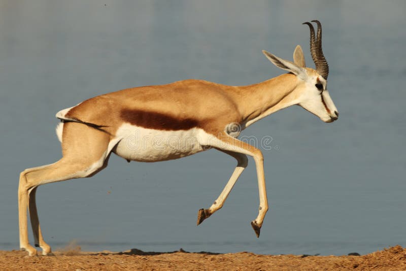 Closeup Shot of a Running Gazelle with a Wide River in the Background Stock  Image - Image of bush, animal: 171669289