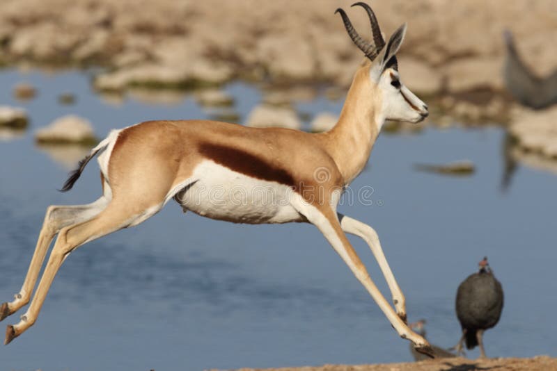 706 Gazelle Running Photos Free Royalty Free Stock Photos From Dreamstime