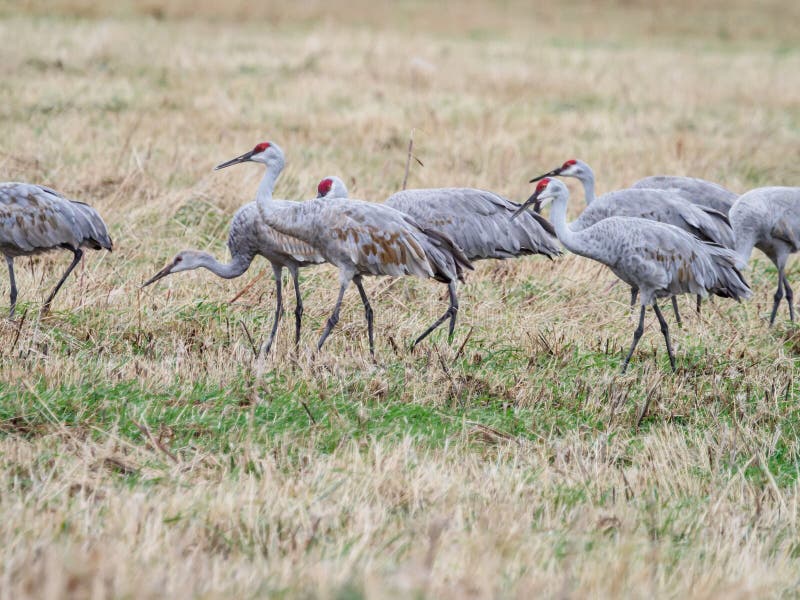 Closeup Shot of Sandhill Cranes Foraging in a Field during Fall