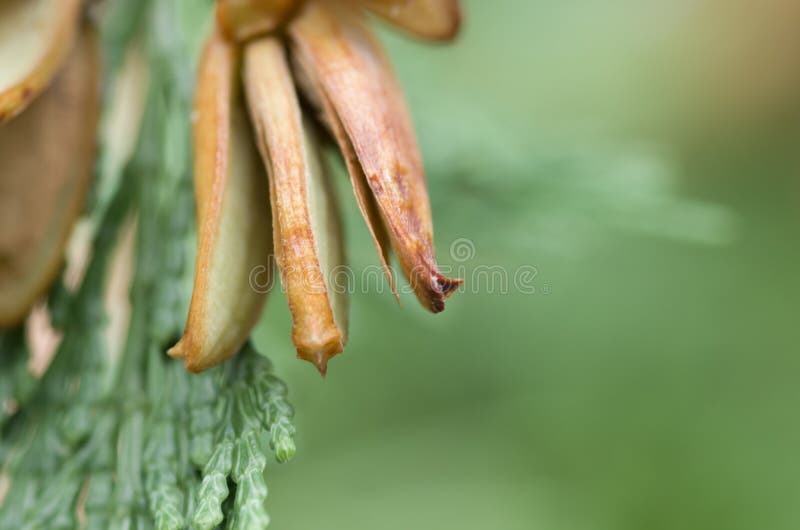 Closeup Shot of the Seeds on a White Cedar Tree Stock Photo Image of