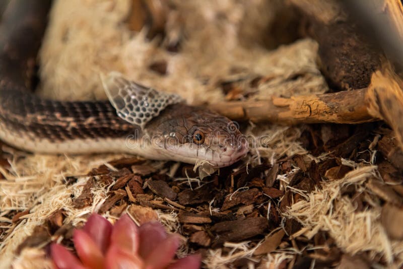 368 Snake Shedding Skin Stock Photos - Free & Royalty-Free Stock Photos ...