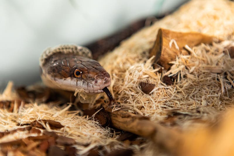 Pet Rat Snake Shedding Skin Lying on Rock Stock Image - Image of skin ...