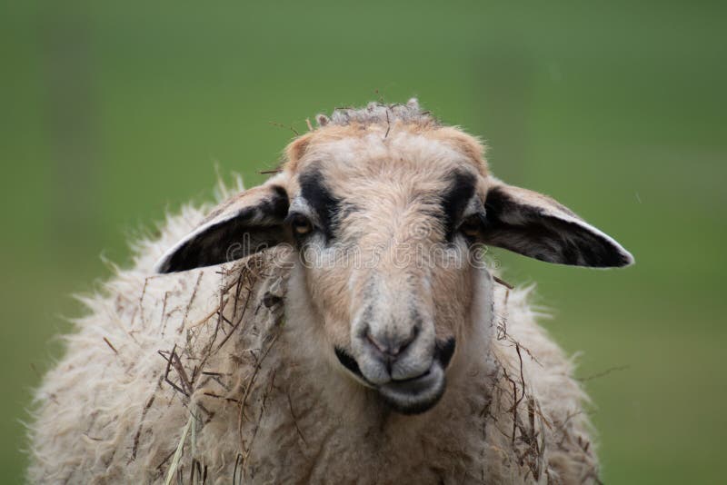 A closeup shot of a sheep with a blurred background. Goat black white cartoon stock images, royalty-free photos and pictures