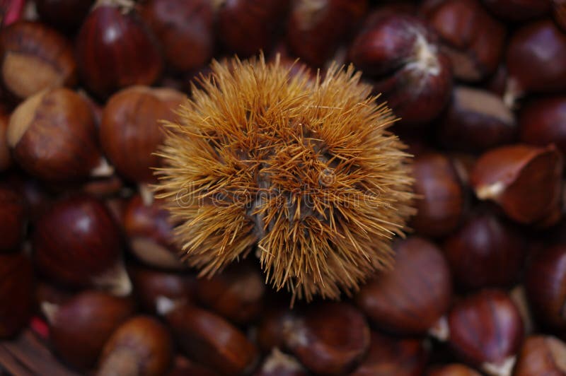 116 Spiky Nut Shells Photos Free Royalty Free Stock Photos From Dreamstime