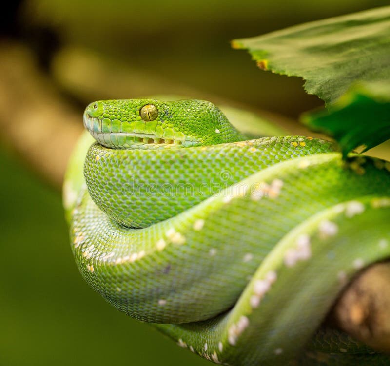 Closeup Shot of a Sleeping Green Snake Stock Image - Image of branch
