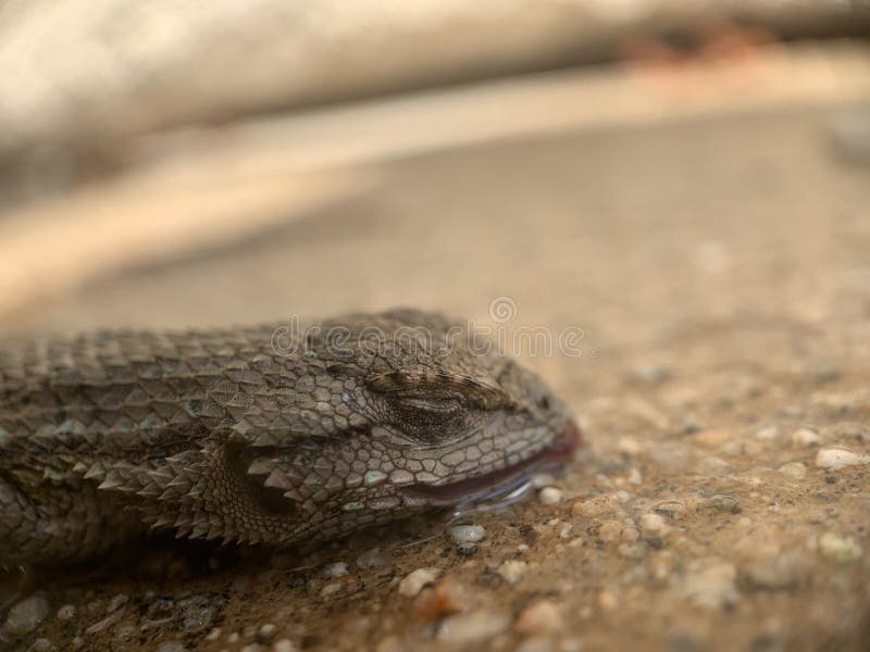 A closeup shot of a sleeping lizard on a concrete surface