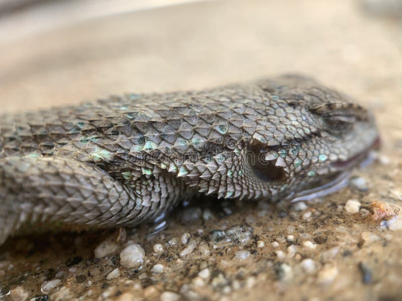 A closeup shot of a sleeping lizard on a concrete surface